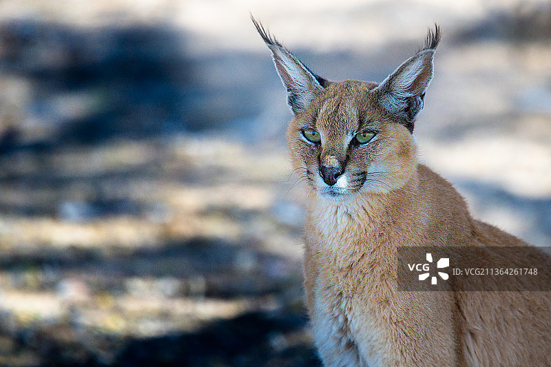 狞猫特写，位于南非卡拉哈迪跨境公园图片素材