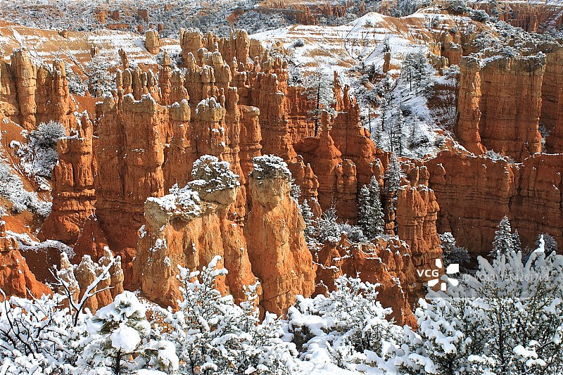 雪景、布莱斯峡谷国家公园狼图图片素材