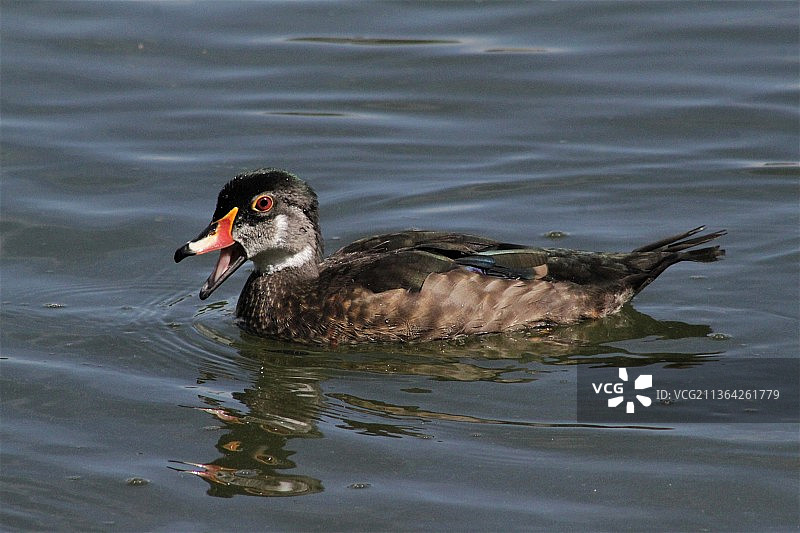 会说话的林鸳鸯：大 scaup 海鸭在湖中游泳，美国亚利桑那州图片素材
