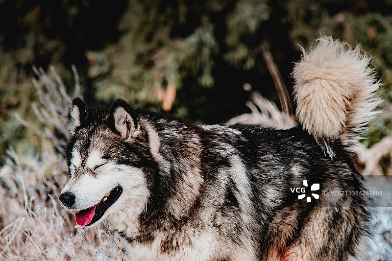 在罗马尼亚布切吉山脉拍摄的哈士奇肖像照图片素材