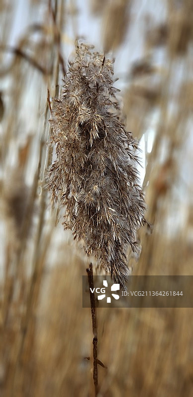 多伦多冬季灌木：枯萎植物特写图片素材