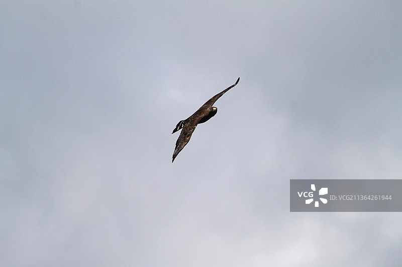 美国亚利桑那州飞翔的普通黑鹰图片素材