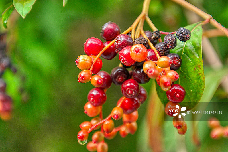 浆果生长在树上的特写图片素材