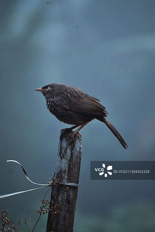 栖息在木桩上的鸟类特写图片素材
