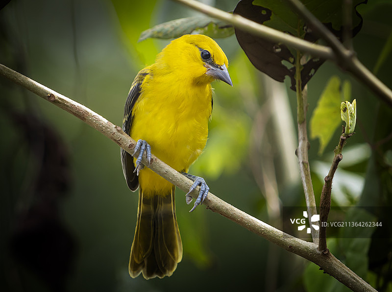 近距离观察栖息在树枝上的鸣禽，圭亚那乔治敦图片素材
