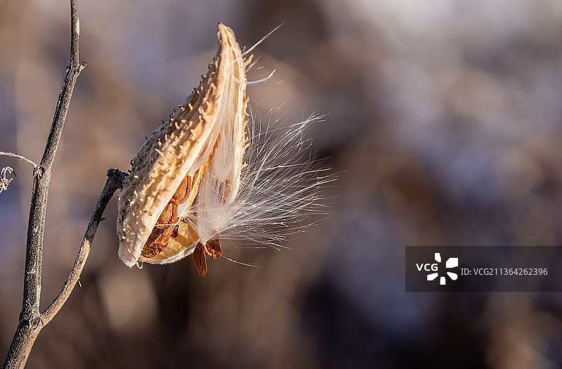 加拿大安大略省伦弗鲁植物上的昆虫特写图片素材