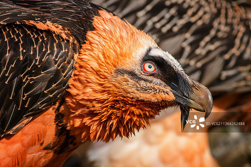 胡兀鹫特写，捷克共和国图片素材