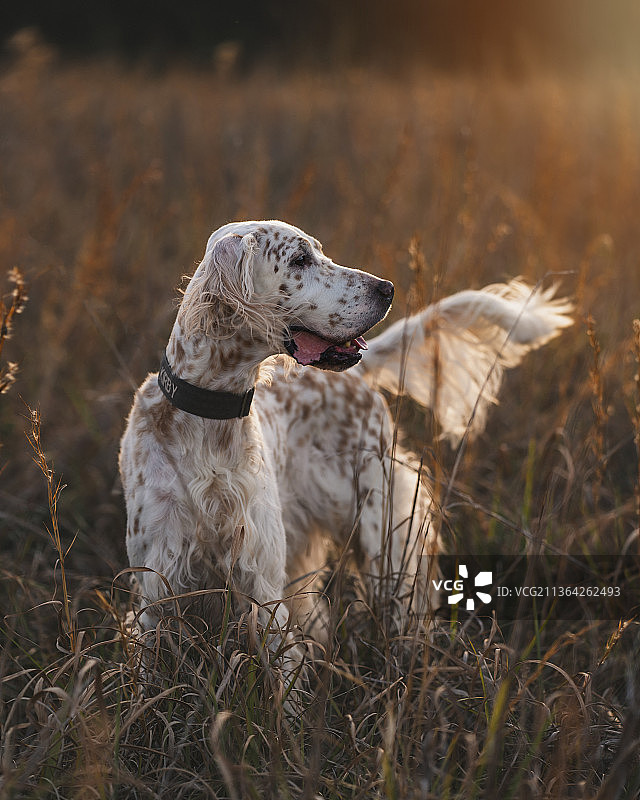 日落时分田野里的英国雪达犬，美国图片素材