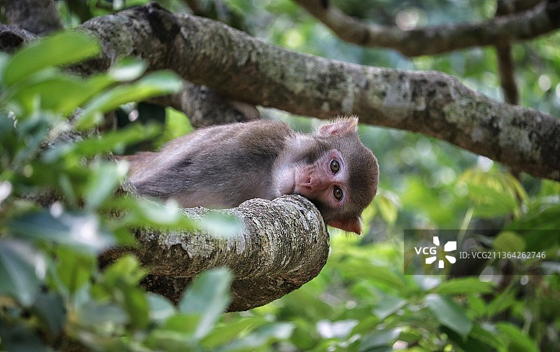 树上悲伤的猕猴低角度视图图片素材