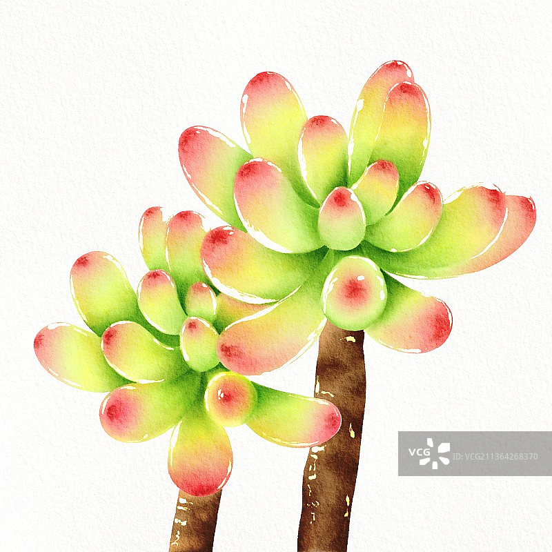 水彩多肉图片素材