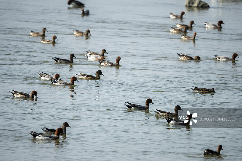 深圳湾迁徙野鸭特写图片素材