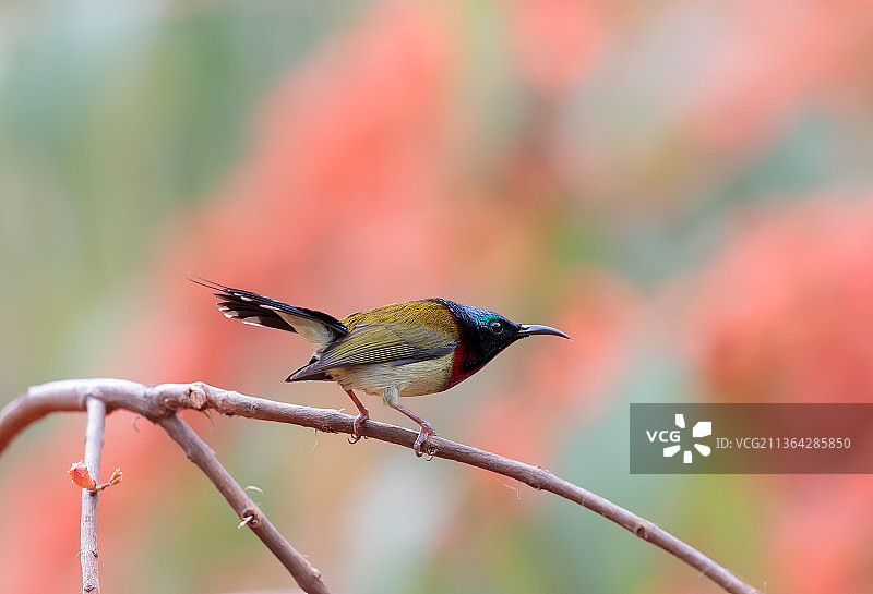 叉尾太阳鸟《思春》图片素材