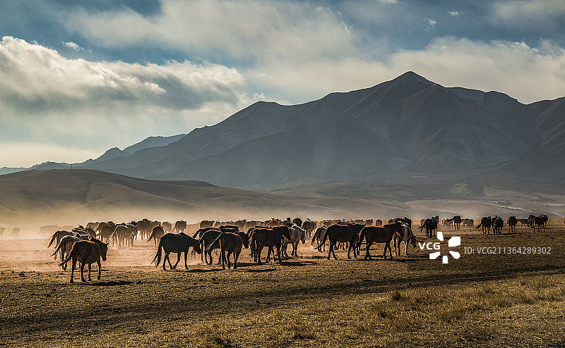 雪山脚下的马群图片素材