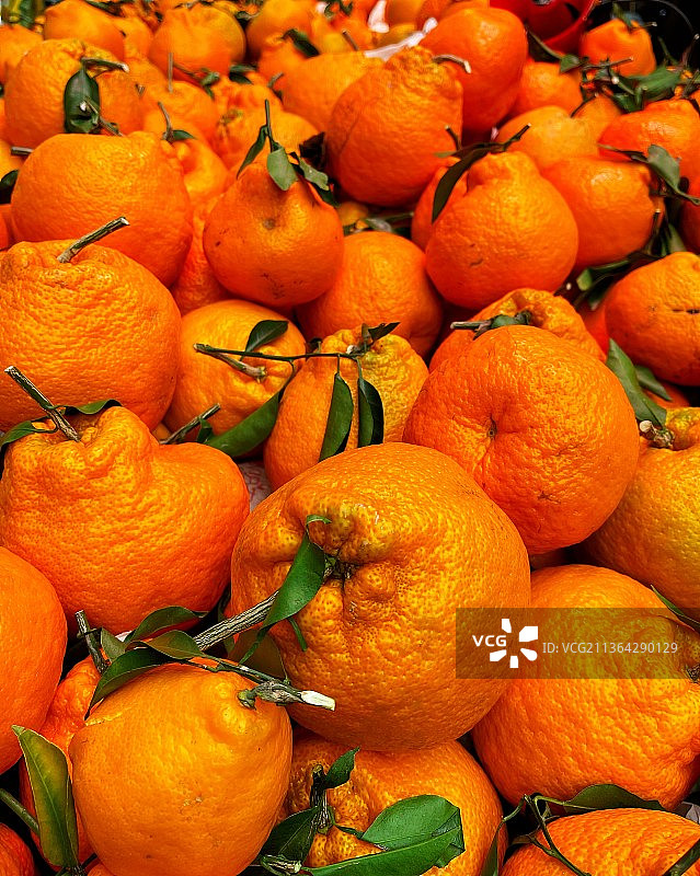 眉山杷杷柑丰收了图片素材