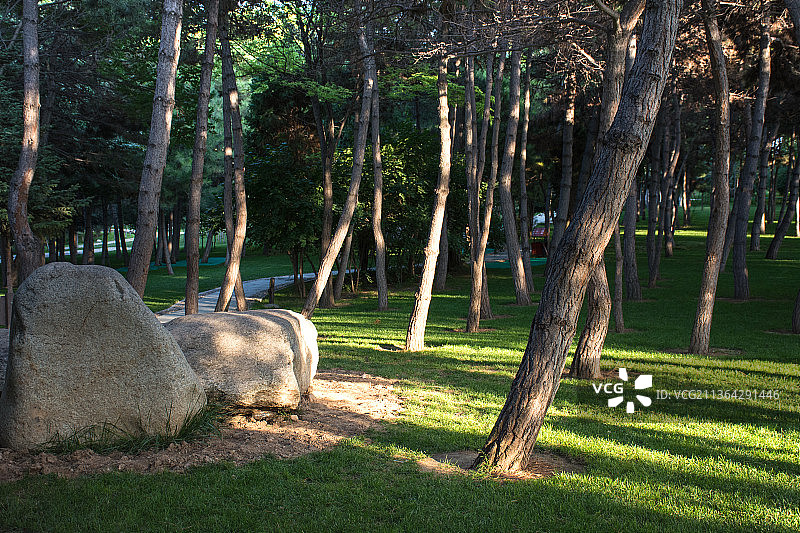 公园下午树林里惬意的阳光图片素材