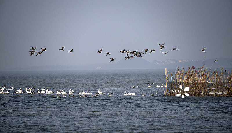 梁子湖湿地图片素材