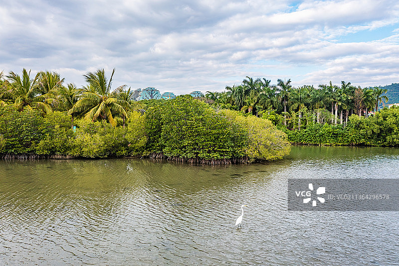 海南省三亚市吉阳区白鹭公园的湖面上一只白鹭图片素材