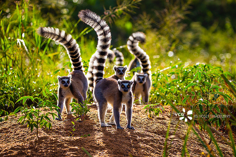 环尾狐猴图片素材