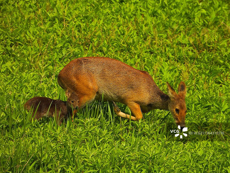 亲子乐图片素材