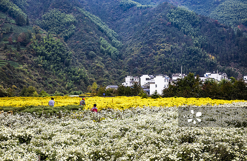 安徽黟县花田图片素材