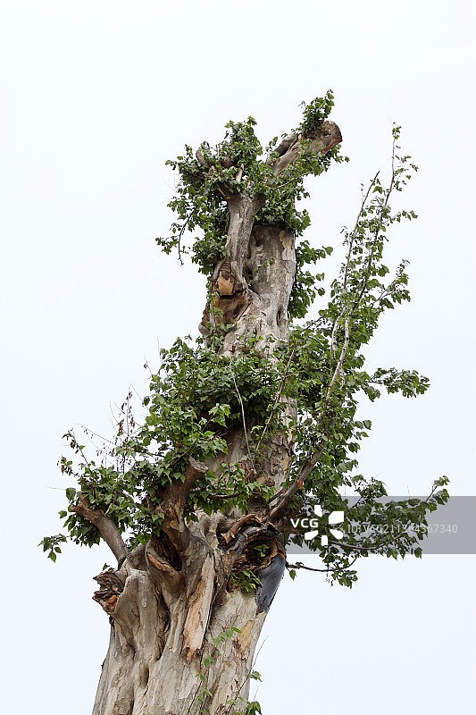 老树发芽图片素材