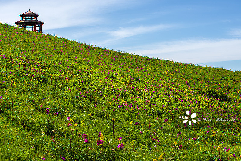 塔城芍药谷图片素材