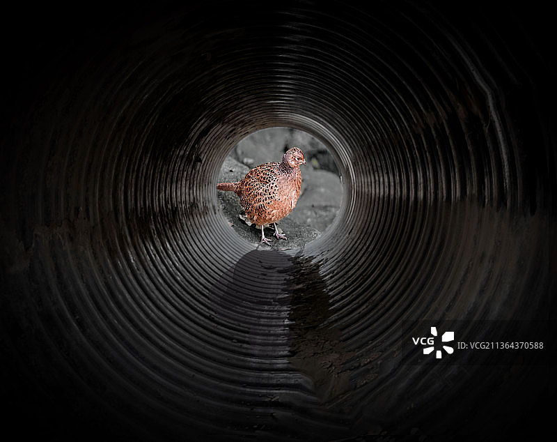 涵洞里的山鸡图片素材