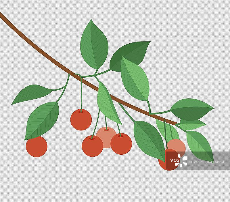 樱桃图片素材