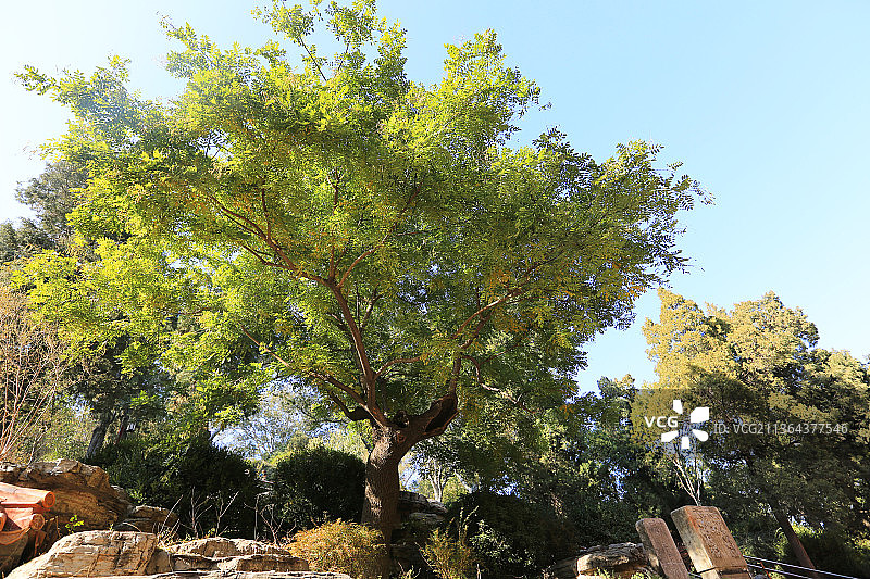 北京景山公园：崇祯自缢处图片素材