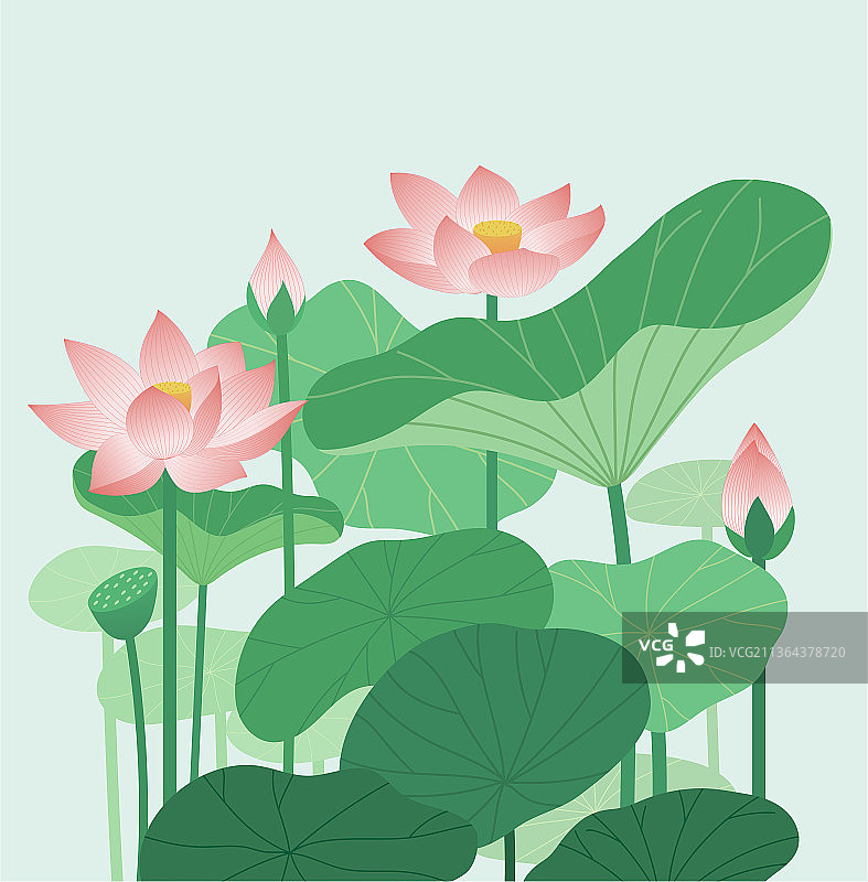 荷花图片素材