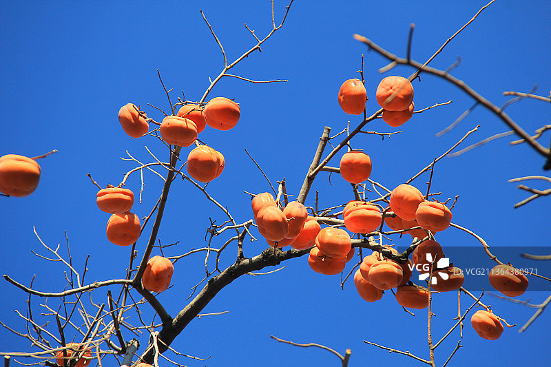 北京景山公园：柿子林柿子图片素材