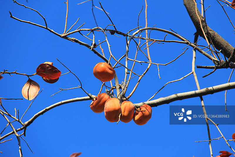 北京景山公园：柿子林柿子图片素材