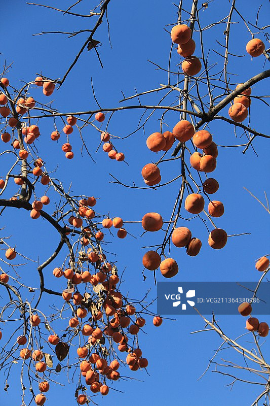 北京景山公园：柿子林柿子图片素材
