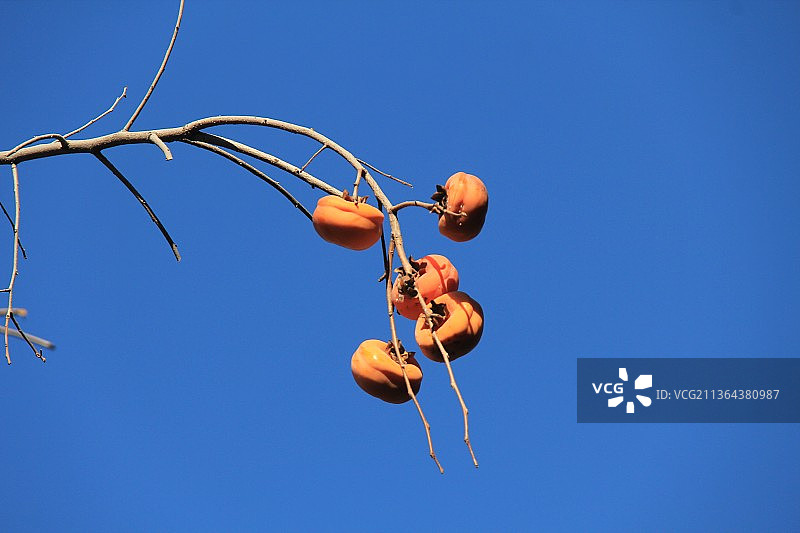 北京景山公园：柿子林柿子图片素材