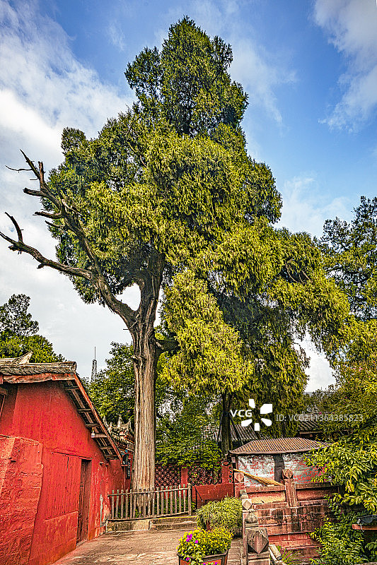 梓潼七曲山大庙古柏图片素材