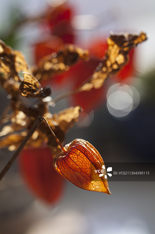 红菇娘儿图片素材