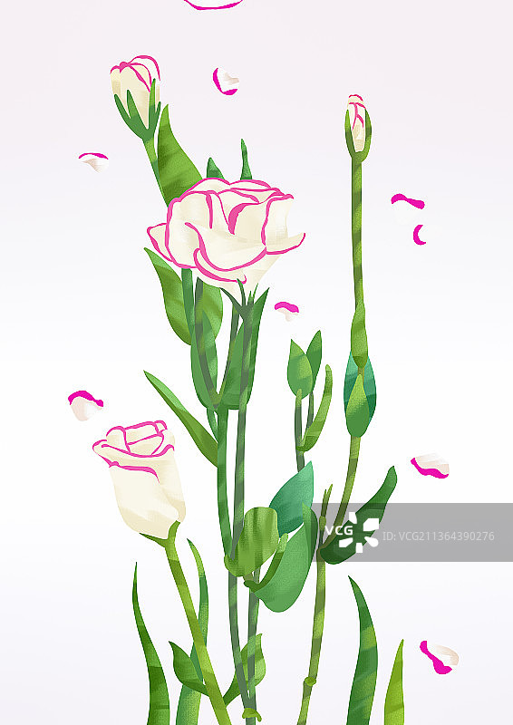 洋桔梗图片素材