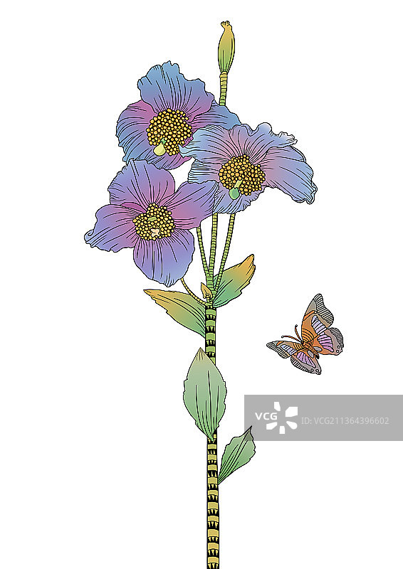 绿绒蒿图片素材