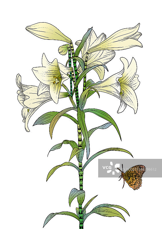 百合花图片素材