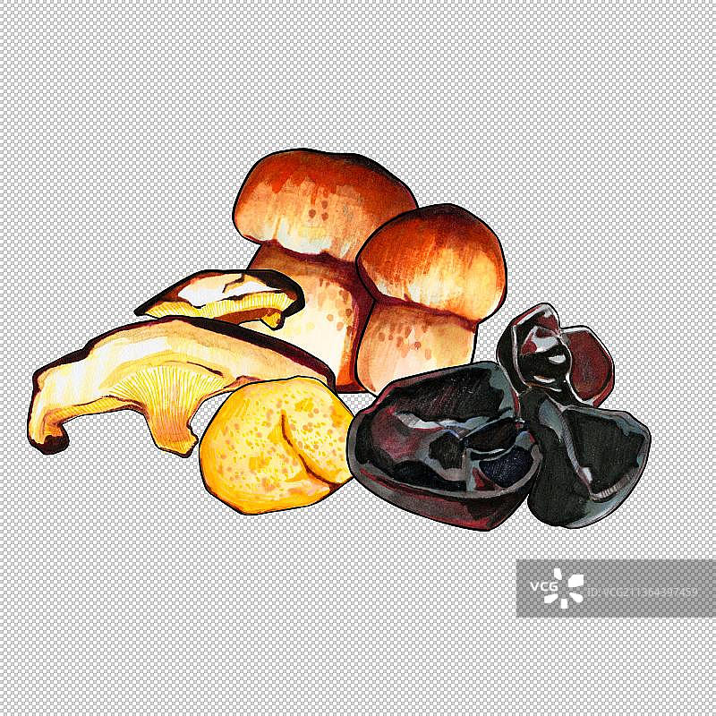 香菇木耳 多样菌菇类美食食物 原材料图片素材