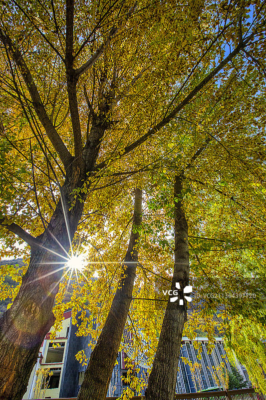 秋天的阳光图片素材