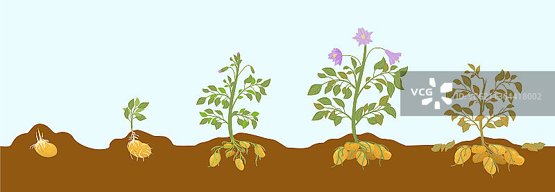 土豆生长阶段图片素材