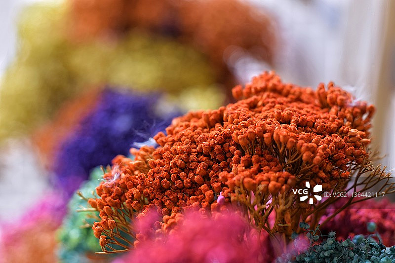 特写的花图片素材