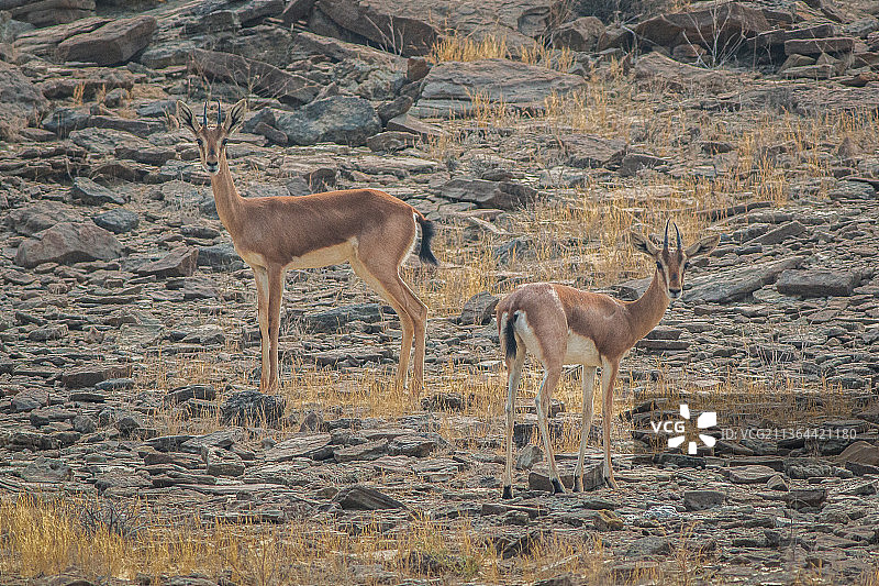 高角度拍摄的印度瞪羚在田野上图片素材