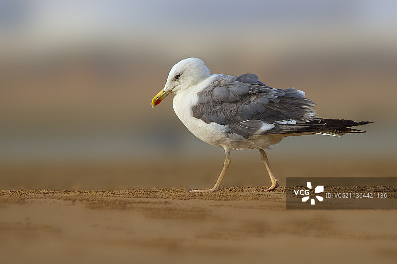 小黑背海鸥特写，栖息在沙滩上图片素材