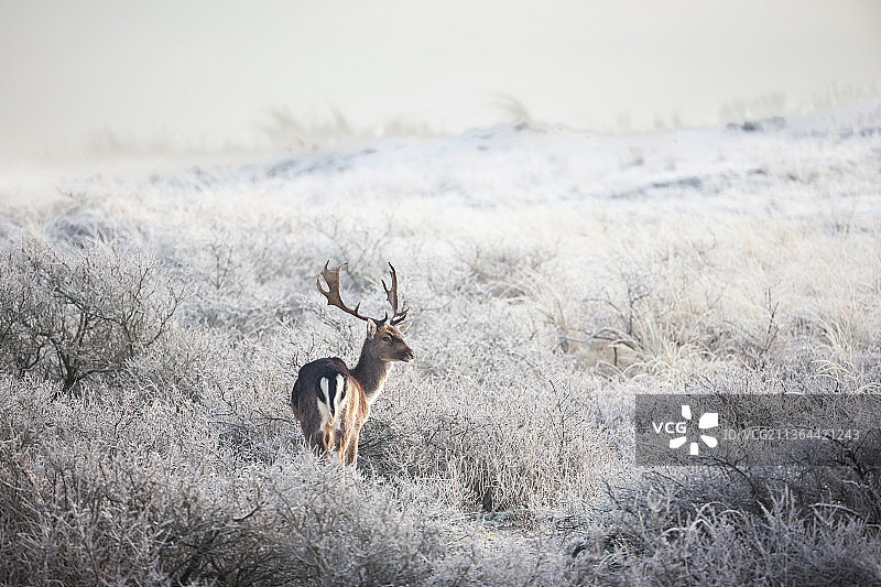 寒冷的早晨，鹿站在田野上的肖像，荷兰诺德韦克图片素材