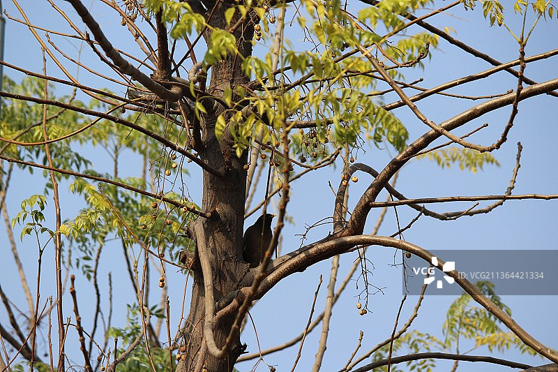 树木仰视角度照片图片素材