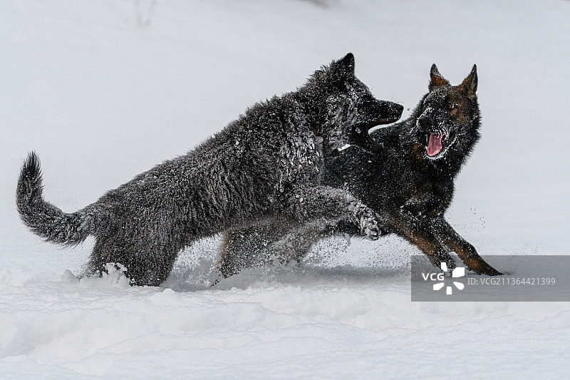 在德国雪地上奔跑的黑色牧羊犬侧视图图片素材