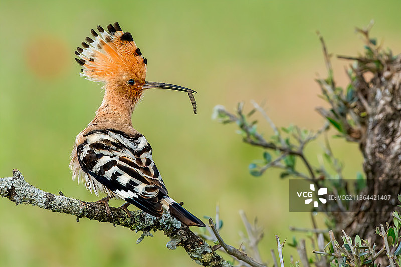 戴胜特写，栖息在树枝上，西班牙托莱多图片素材