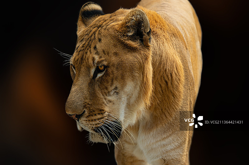 雄狮侧面特写图片素材